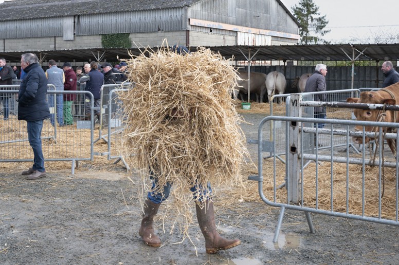 Concours dâanimaux de viande, Mamers, Sarthe