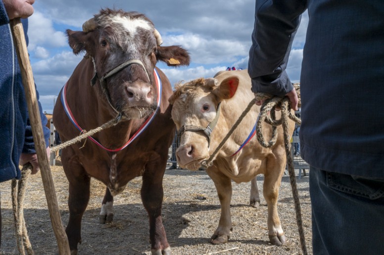 Concours dâanimaux de viande, Mamers, Sarthe