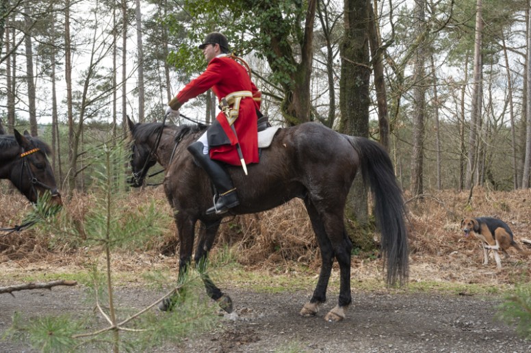 Chasse Ã  courre, chasse au cerf en forÃªt d'Andaine, Saint-Michel des Andaines,  Orne,